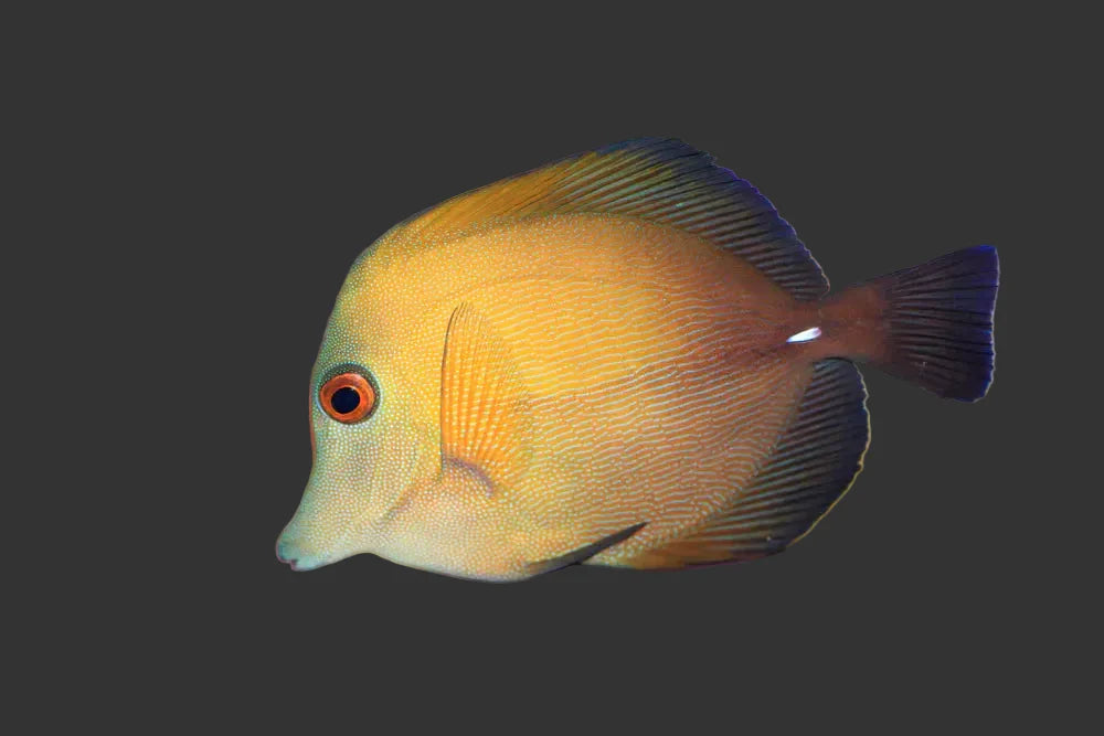Scopas Tang (3-4’’)