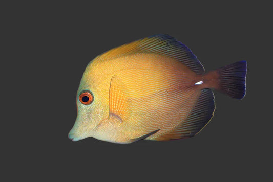 Scopas Tang (3-4’’)
