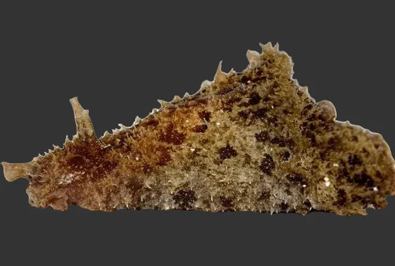 Sea Hare