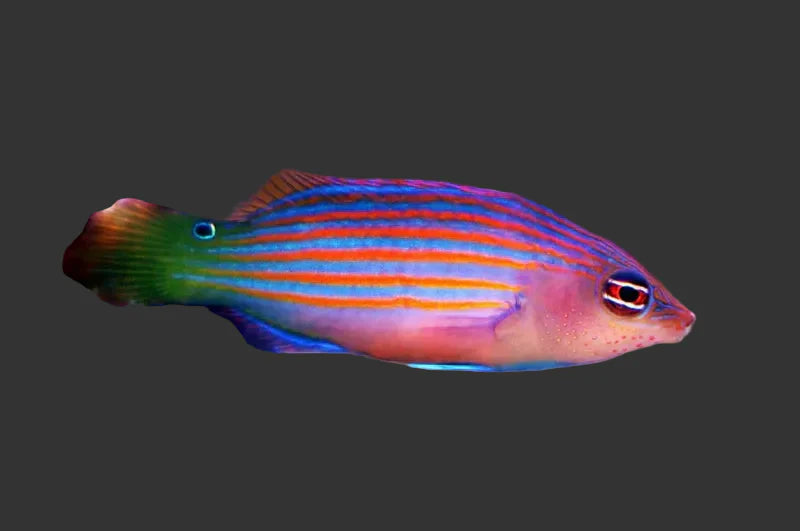 Sixline Wrasse (2’’)