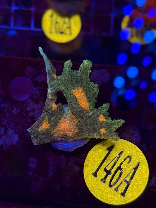 Space Invader Pectina Frag WYSIWYG!