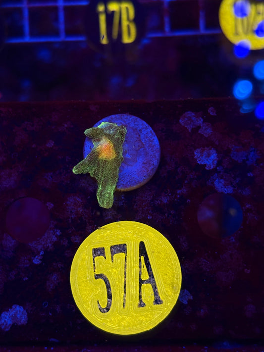 Space Invader Pectina Frag WYSIWYG!