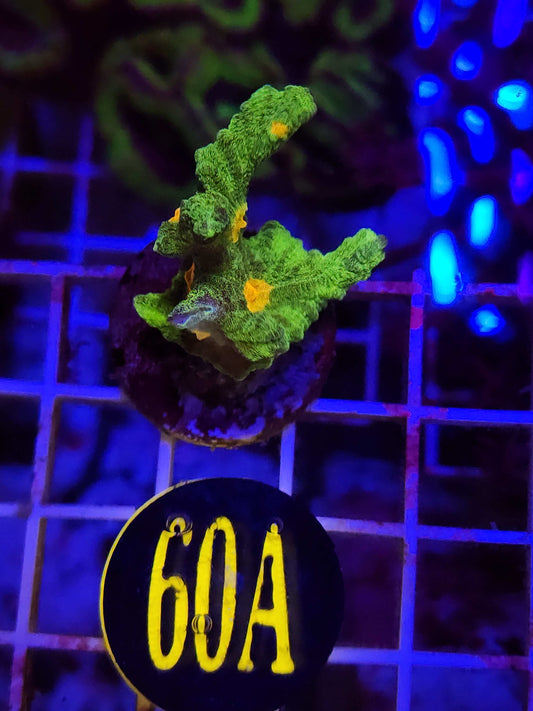 Space Invader Pectinia, WYSIWYG!