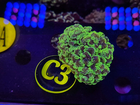 Splatter Hammer Coral, WYSIWYG!