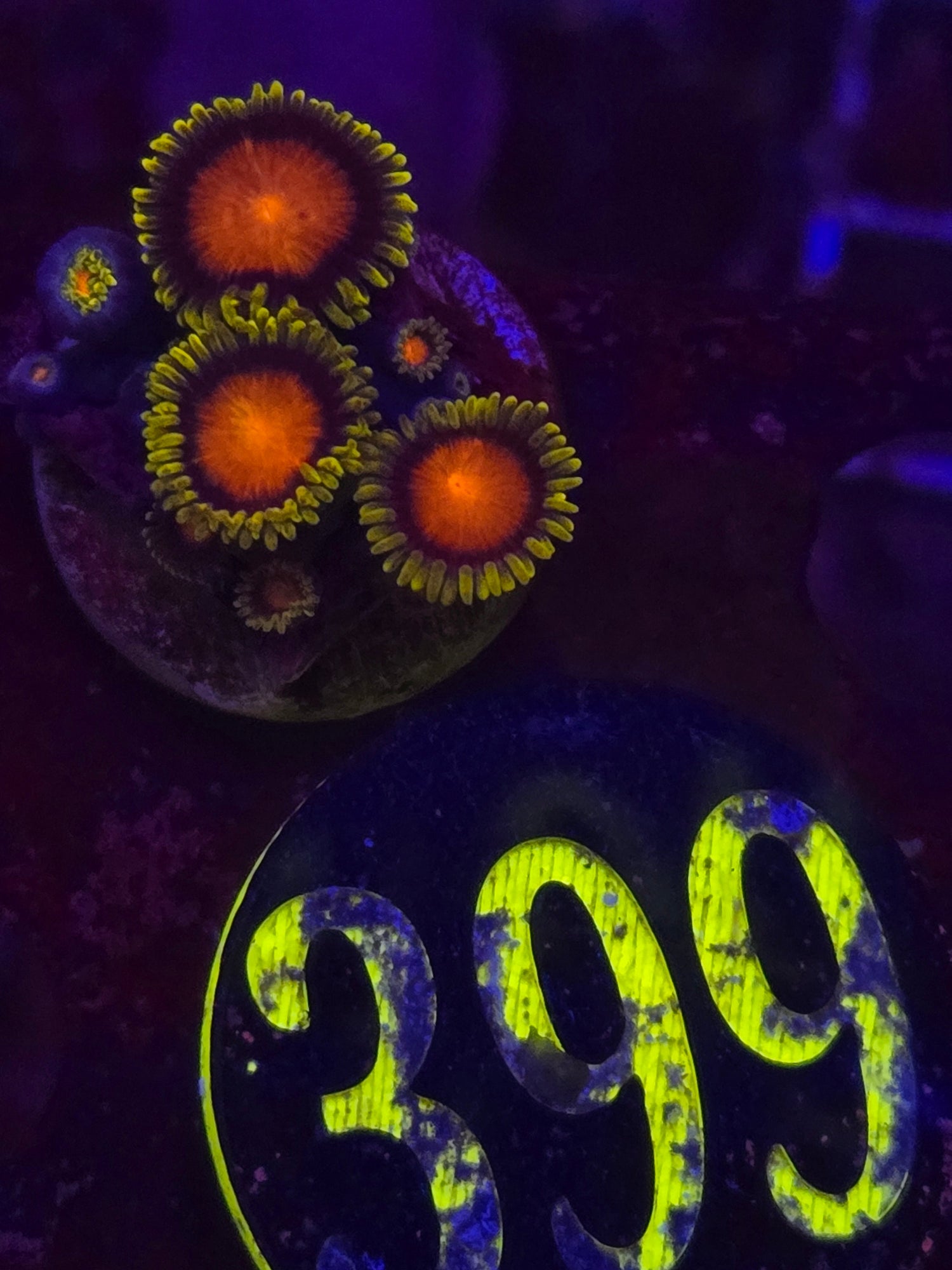 Spongebob Zoanthid Frag WYSIWYG!