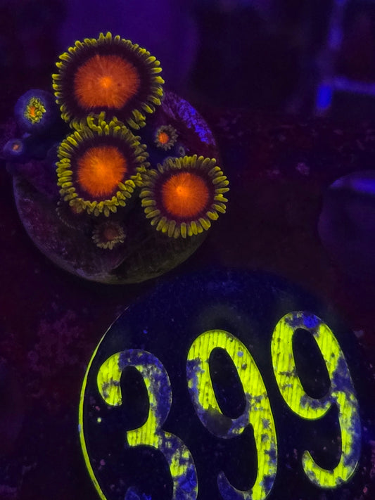 Spongebob Zoanthid Frag WYSIWYG!