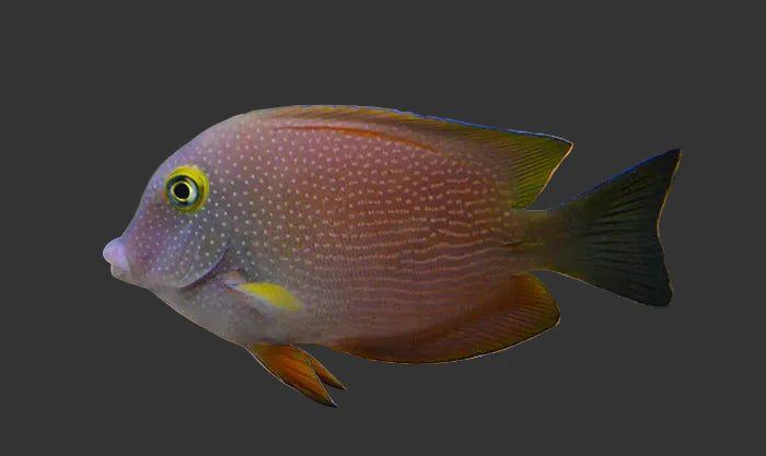 Spotted Yellow Eye Kole Tang (2-3’’)