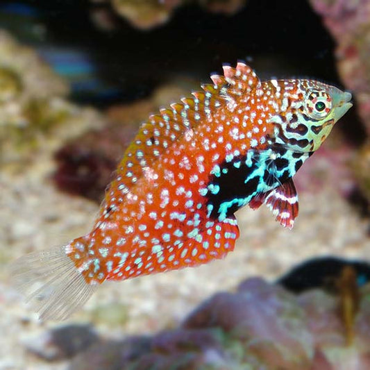 Leopard Wrasse Blue Spot, Female