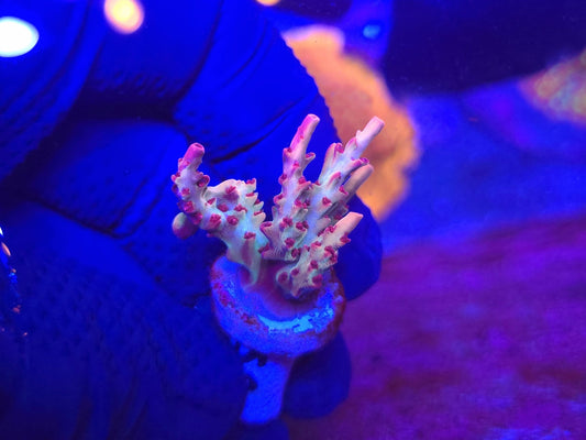 Strawberry Shortcake Acro WYSIWYG