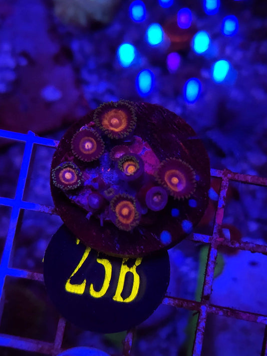 Supergirl Zoanthid Frag, WYSIWYG!