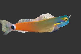 Tailspot Blenny - Ecsenius stigmatura (2’’)