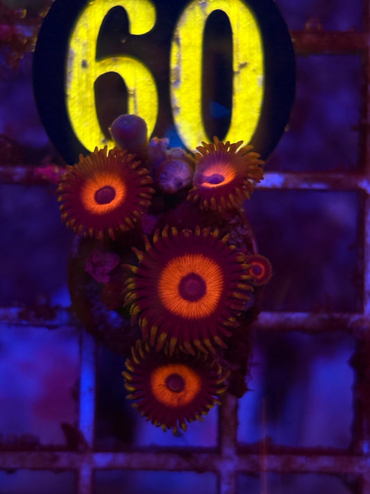 Tarzan Zoanthid Frag WYSIWYG!