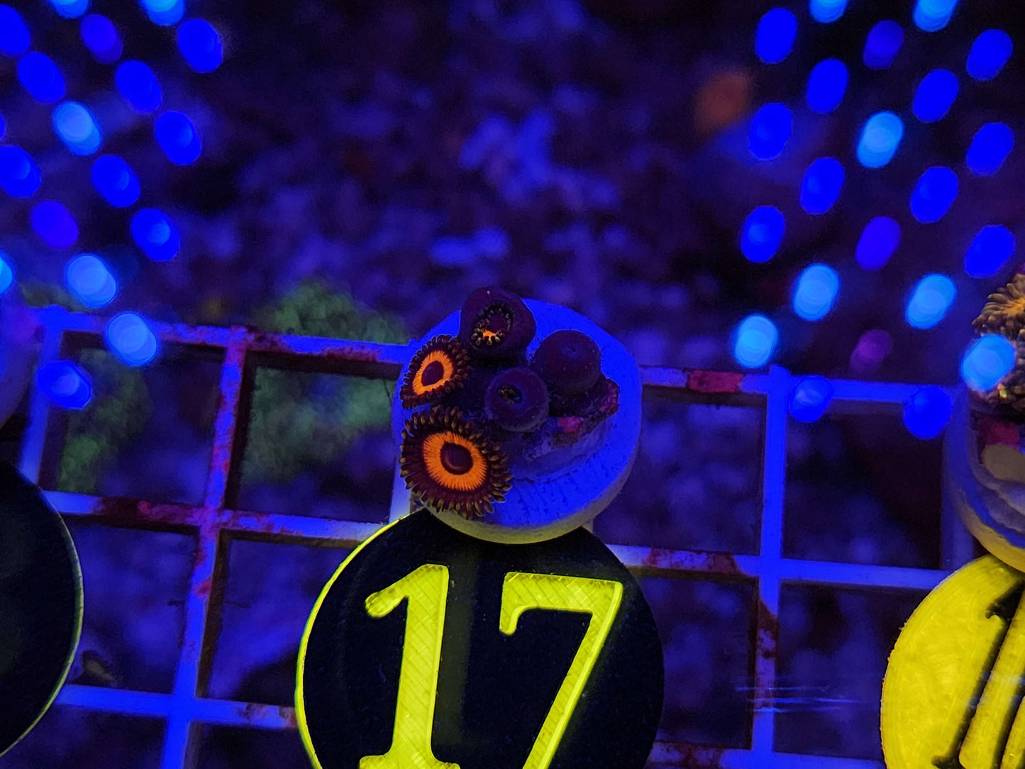 Tarzan Zoanthid Frag, WYSIWYG!