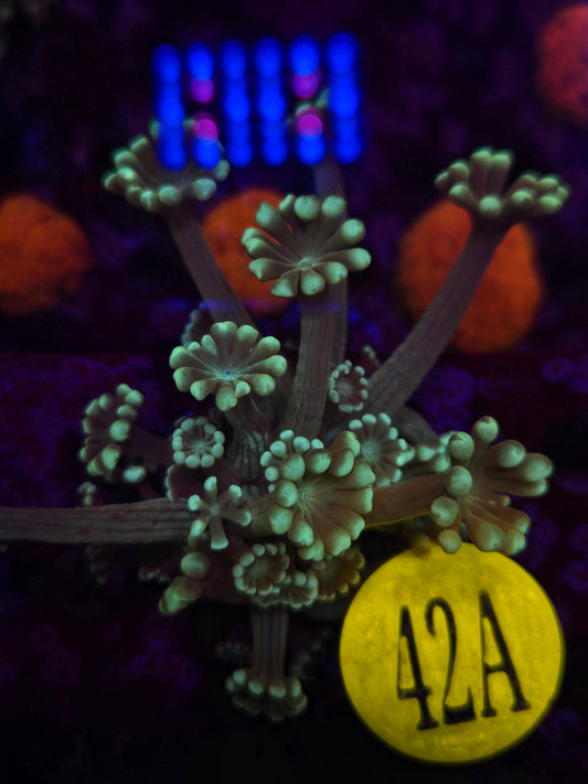 Teal Alveopora Frag WYSIWYG!