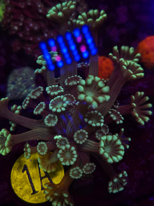 Teal Alveopora Frag WYSIWYG!