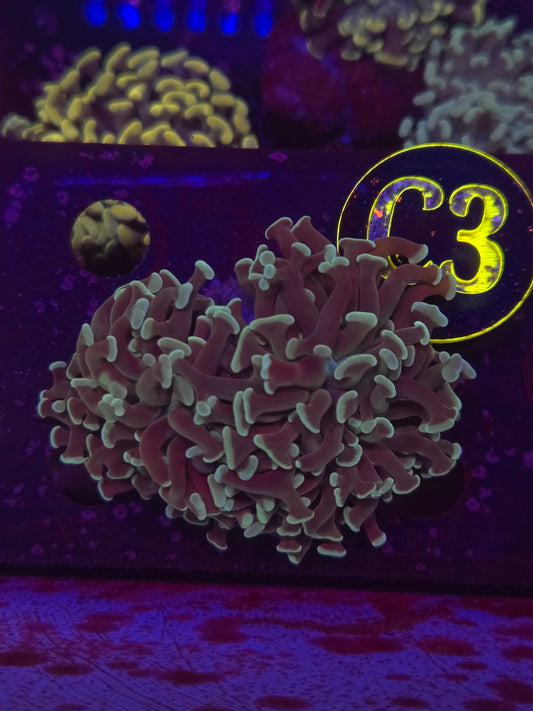 Teal Hammer Coral WYSIWYG!