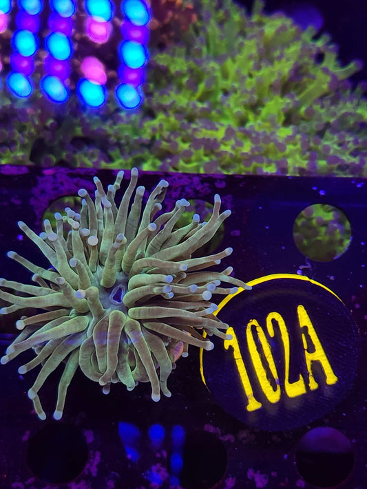 Teal Torch Coral, WYSIWYG!