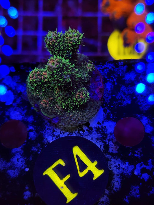 TG Golden Goose Millepora, WYSIWYG!