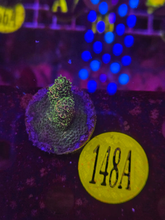 TG Golden Goose Millepora WYSYIWYG!
