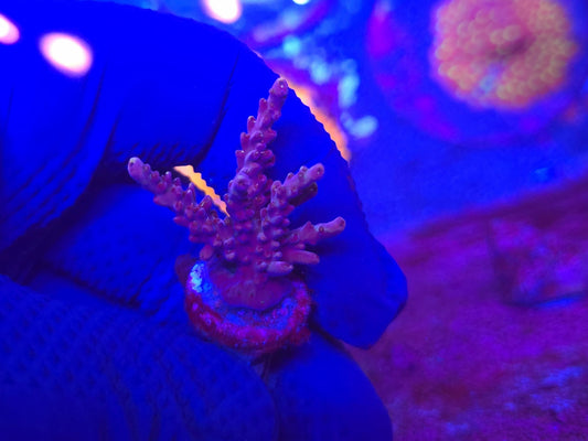 TGC Thor Acropora WYSIWYG