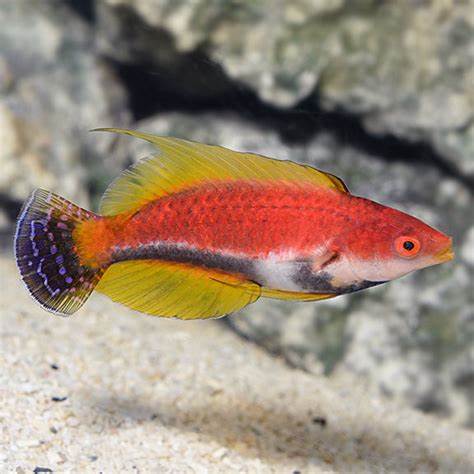 Whipfin Fairy Wrasse Male