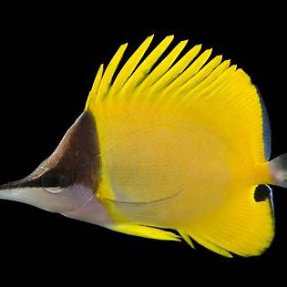 Yellow Longnose Butterflyfish