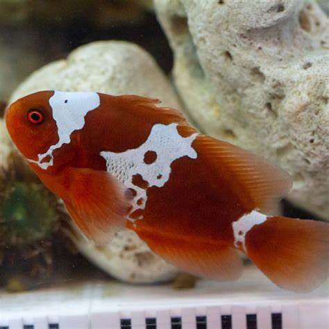 Lightning Maroon Clownfish