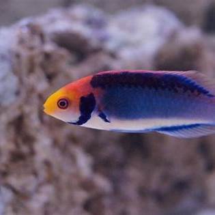 Solar Fairy Wrasse