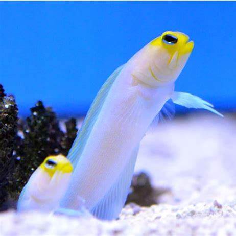 pearly Jawfish