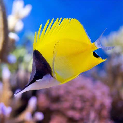 Yellow Longnose Butterflyfish