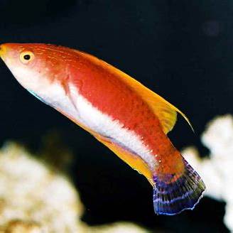 Whipfin Fairy Wrasse Male