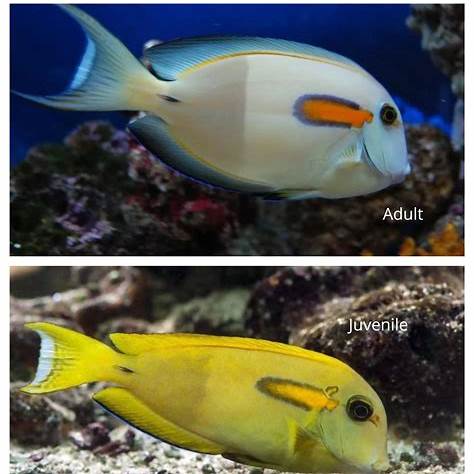 Orange Shoulder Tang