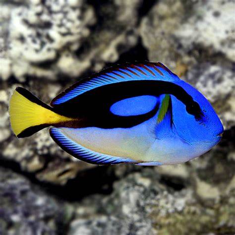 Yellow Belly Hippo Tang