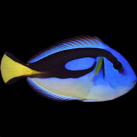 Yellow Belly Hippo Tang