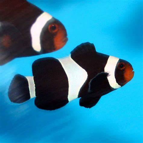 Black Ocellaris Clownfish