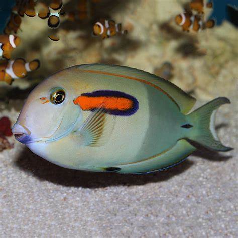 Orange Shoulder Tang