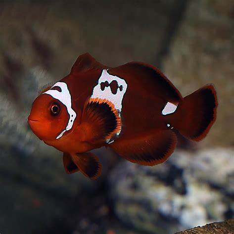 Lightning Maroon Clownfish