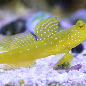 Yellow watchman Goby