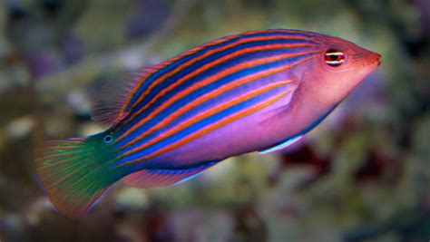 Six Line Wrasse