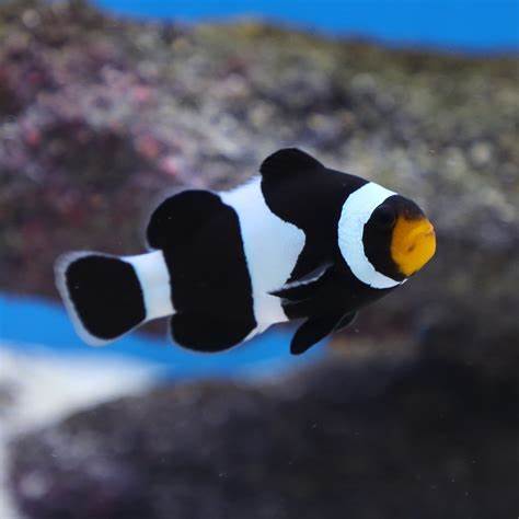 Black Ocellaris Clownfish