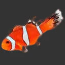 Threadfin Ocellaris Clownfish (2-3’’)