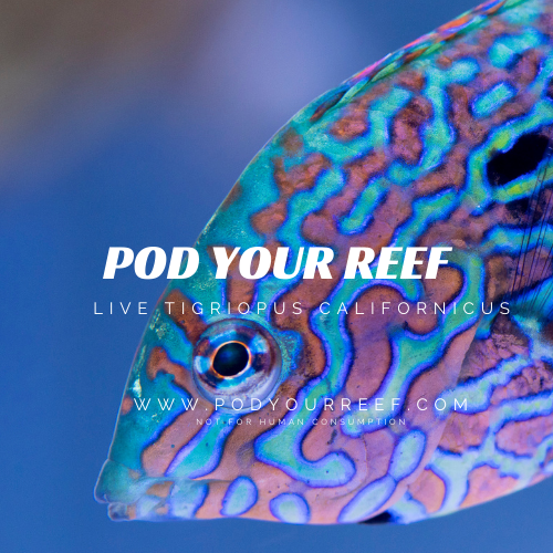 Tigriopus Californicus Reef Copepods - Zooplankton