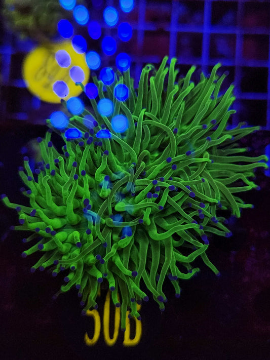 Todd's Torch Coral, WYSIWYG!