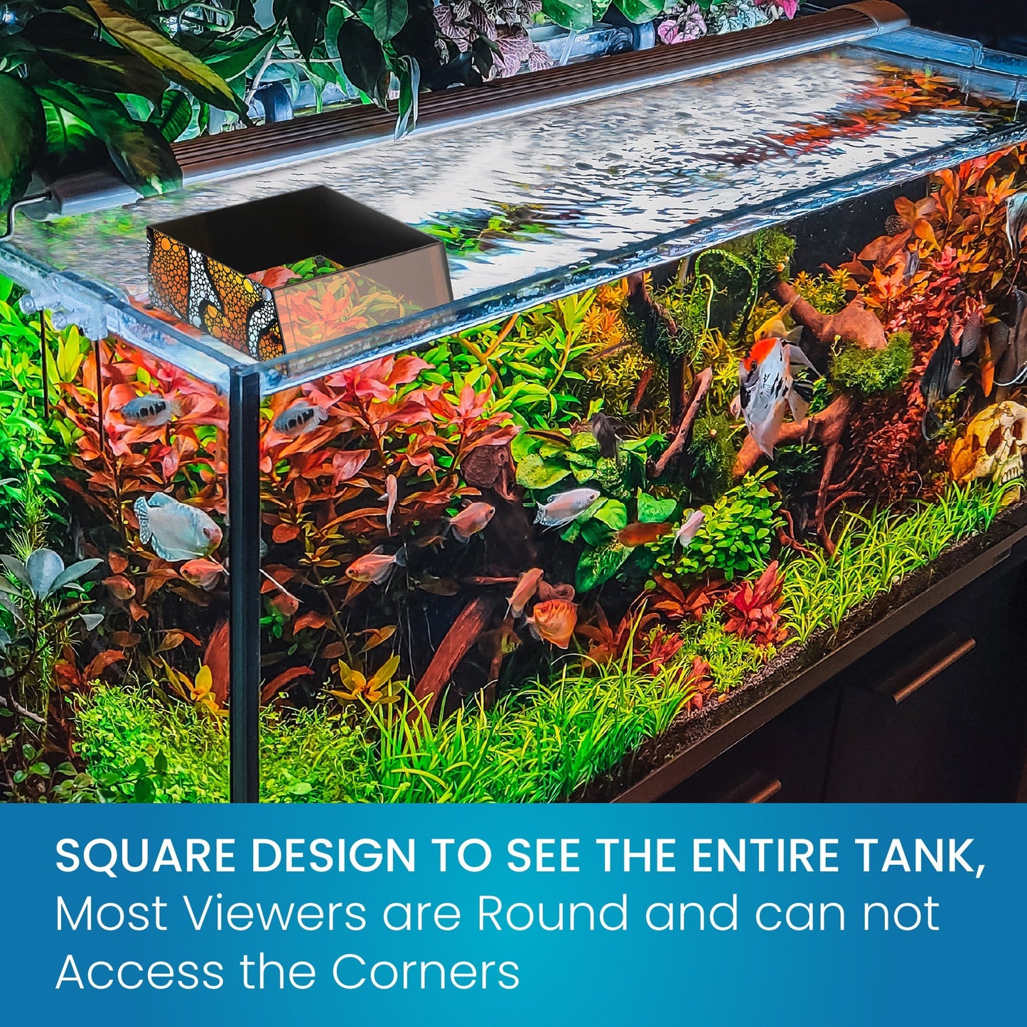 Top Down Viewer Clownfish - 8’’ panel - Show