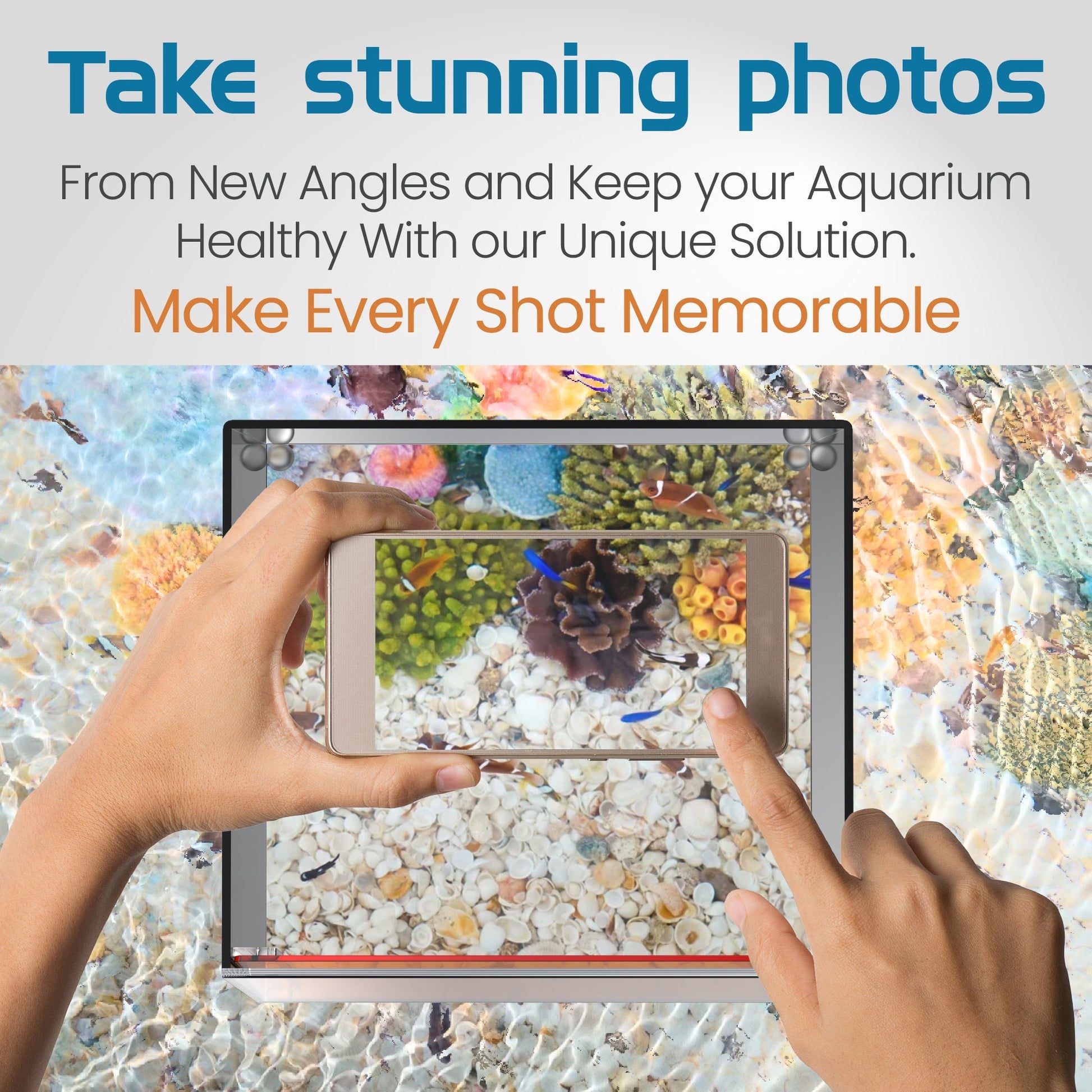 Top Down Viewer Clownfish - 8’’ panel - Show