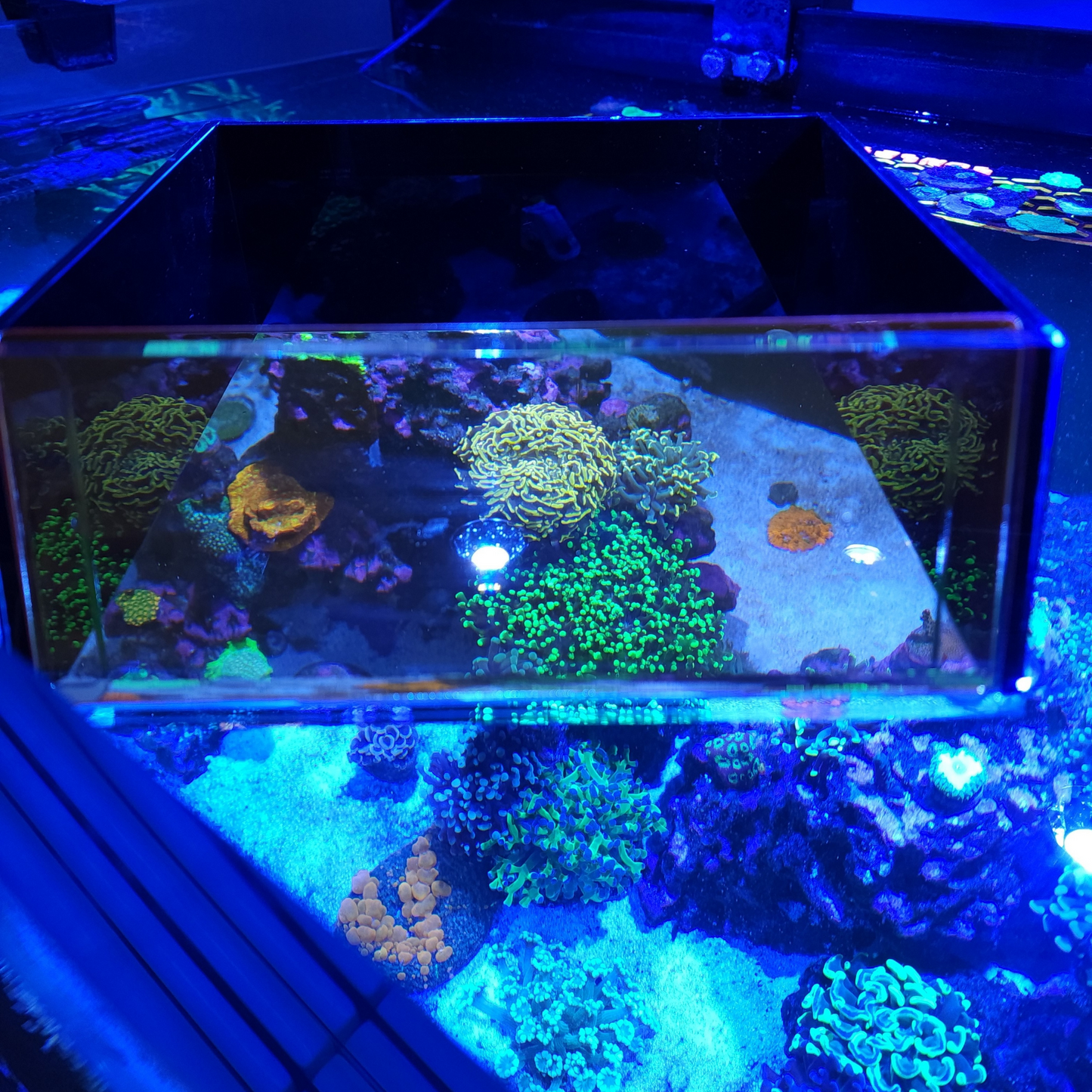 Top Down Viewer Zoa - 8’’ panel - Show