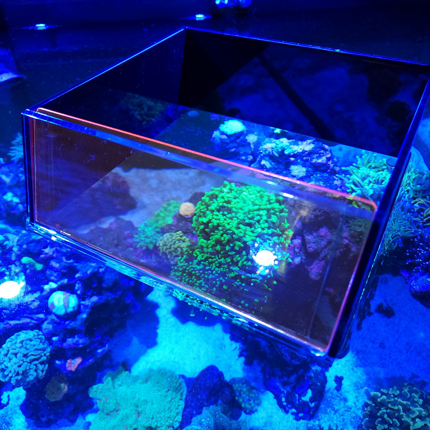 Top Down Viewer Zoa - 8’’ panel - Show