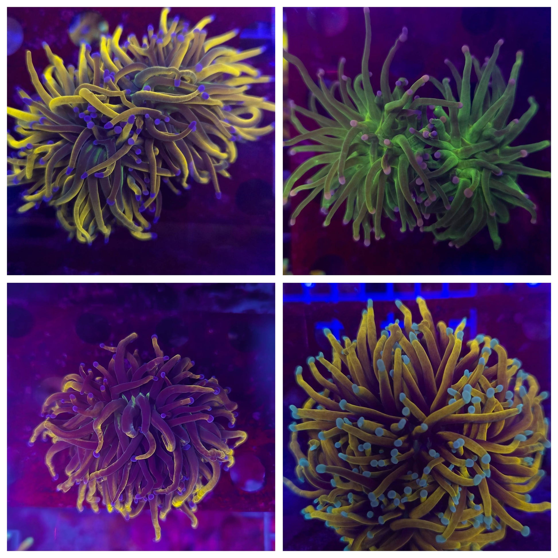 Torch Coral Package WYSIWYG!