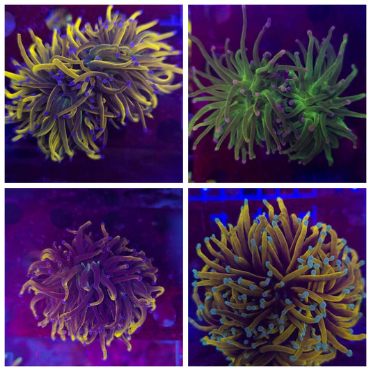 Torch Coral Package WYSIWYG!