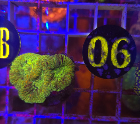 Toxic Lobo Coral WYSIWYG!